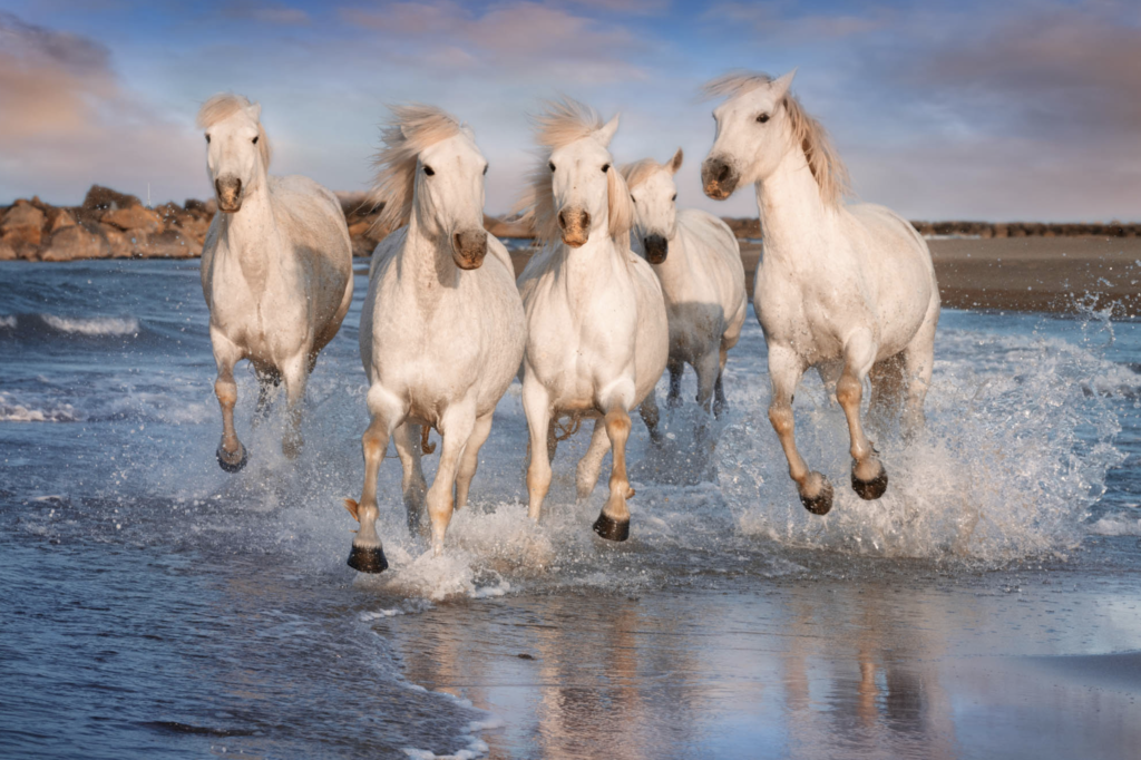 Camargue photography workshop