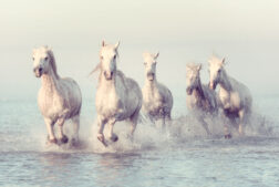 Wild horses of Camargue